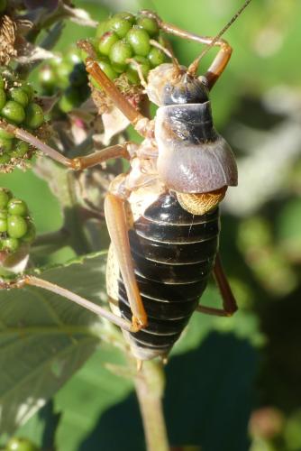 Réf. 266 980 : Ephippiger diurnus